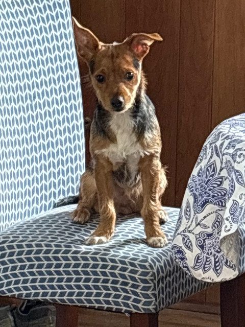 Rascal