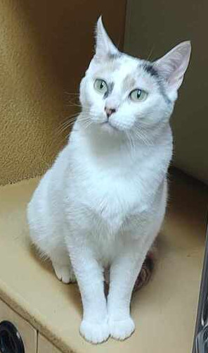 Minnow, Adult Female unknown