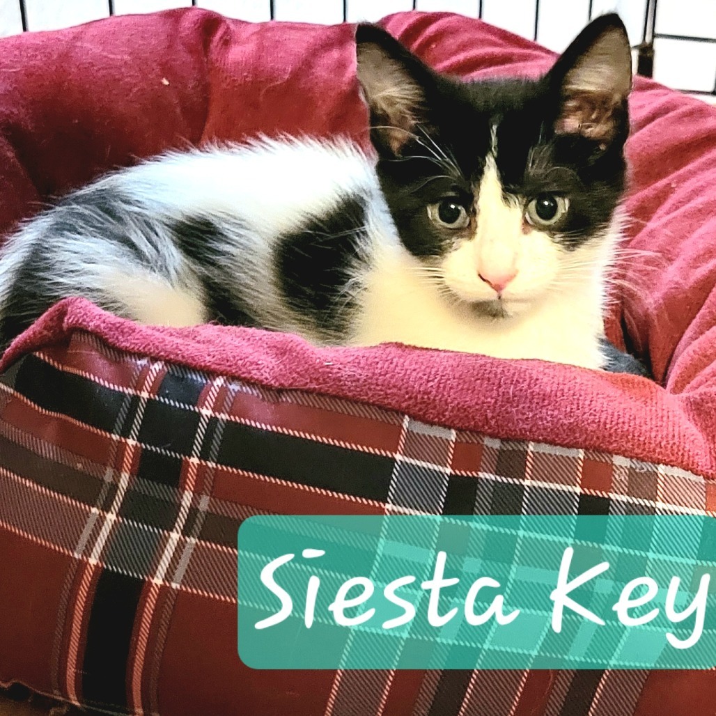 Siesta Key (Beach Kittens)