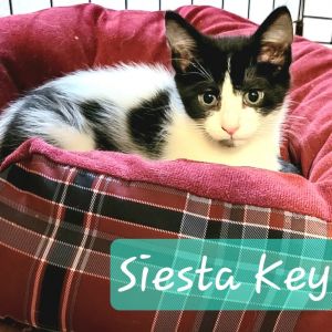 Siesta Key (Beach Kittens), Baby Female Domestic Short Hair