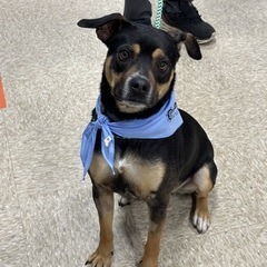 Quinn, Adult Female Terrier