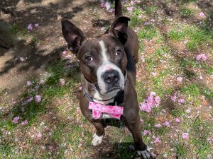 Gusto Mixed Breed Dog