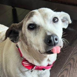 Mabel, Senior Female unknown