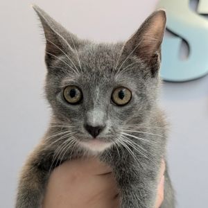 Marigold, Baby Female Domestic Short Hair