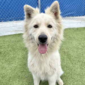 Togo, Adult Male Husky