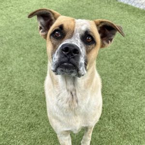 Banjo, Adult Female unknown
