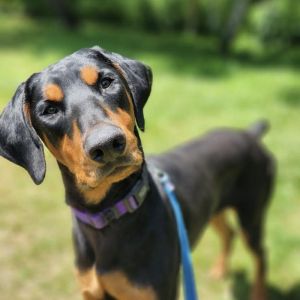 Saint, Young Male Doberman Pinscher