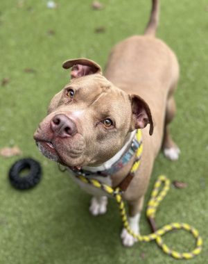 Rama, Adult Male Mixed Breed