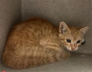 MARIO, Baby Male Domestic Medium Hair
