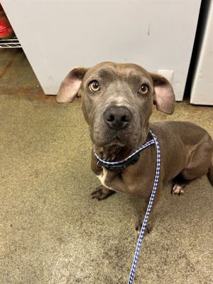 JETTA, Young Female unknown