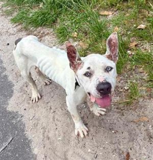 BLUE, Adult Male Mixed Breed