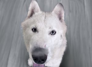 I arrived at the shelter as a stray and hope my family comes for me soon