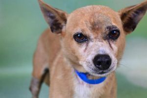 WATCH MY VIDEOThese two chihuahuas deserve a home together Ten-year-old Yago and 8-year-old Lucia 