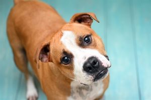 Rambo is a ball of energy he really enjoys running and playing He likes toys that squeak and loves 