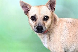 WATCH MY VIDEOThese two chihuahuas deserve a home together Ten-year-old Yago and 8-year-old Lucia 