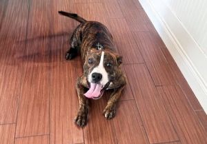 SNICKERS Pit Bull Terrier Dog
