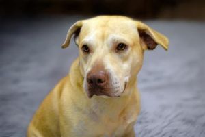 TUGGY Labrador Retriever Dog