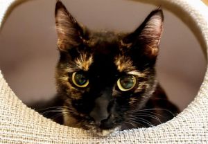 SUNDAY Domestic Short Hair Cat