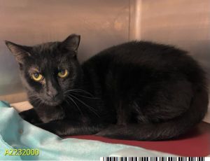 CARLA, Young Female Domestic Short Hair
