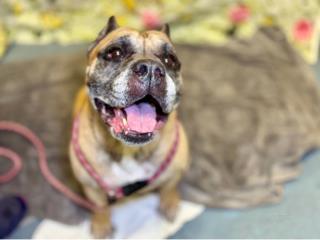 ELAINE, an adoptable Bullmastiff, Cane Corso in West Palm Beach, FL, 33411 | Photo Image 1
