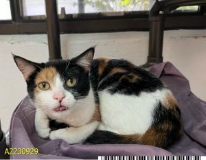 RUBY, Adult Female Domestic Short Hair