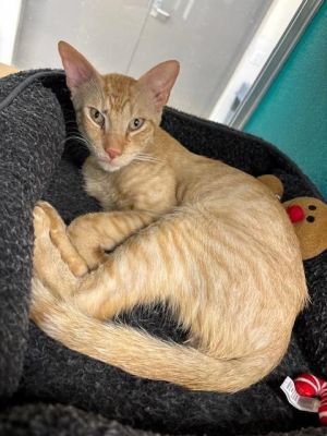 JACOB, Young Male Domestic Short Hair