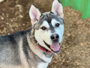 SPOCK, Young Male Alaskan Malamute