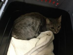 KIBBY, Young Female Domestic Short Hair