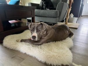 JACK, Young Male Pit Bull Terrier