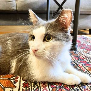 Rabbit, Adult Male Domestic Short Hair