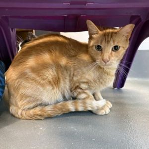 Ginny, Adult Male Domestic Short Hair