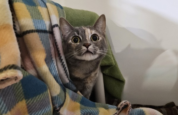 Suki