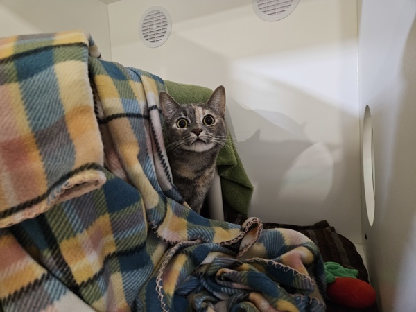 Suki