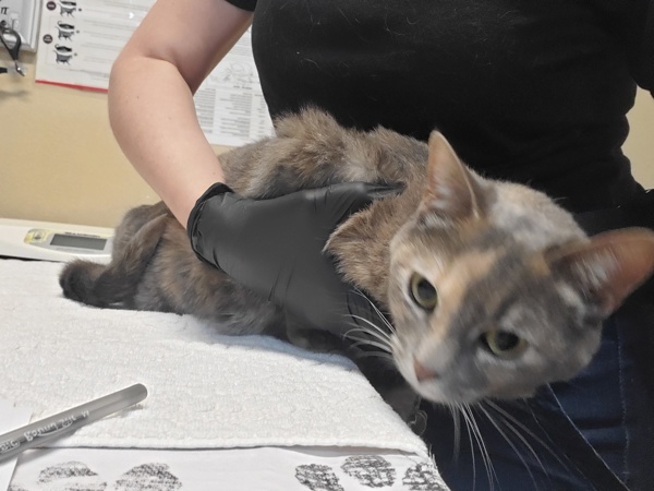 Suki