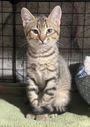Memphis, Baby Male Domestic Short Hair
