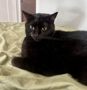 Arya aka Wembley, Adult Female unknown