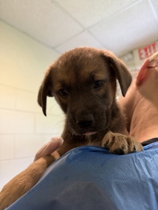 Kenai, an adoptable Labrador Retriever, Mixed Breed in Harbor Springs, MI, 49740 | Photo Image 1