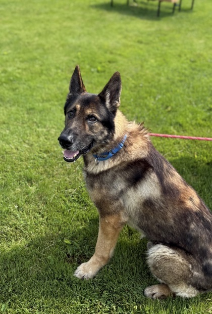 Ares, an adoptable German Shepherd Dog, Mixed Breed in Harbor Springs, MI, 49740 | Photo Image 1
