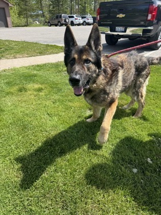Ares, an adoptable German Shepherd Dog, Mixed Breed in Harbor Springs, MI, 49740 | Photo Image 2