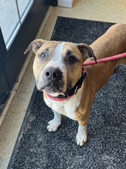 Stella, an adoptable Pit Bull Terrier, Mixed Breed in Harbor Springs, MI, 49740 | Photo Image 2