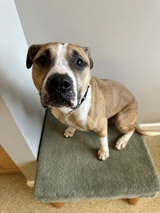 Stella, an adoptable Pit Bull Terrier, Mixed Breed in Harbor Springs, MI, 49740 | Photo Image 3