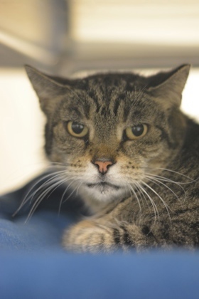 Flannel, Adult Female Domestic Short Hair