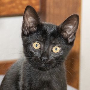 Big B, Baby Female Domestic Short Hair