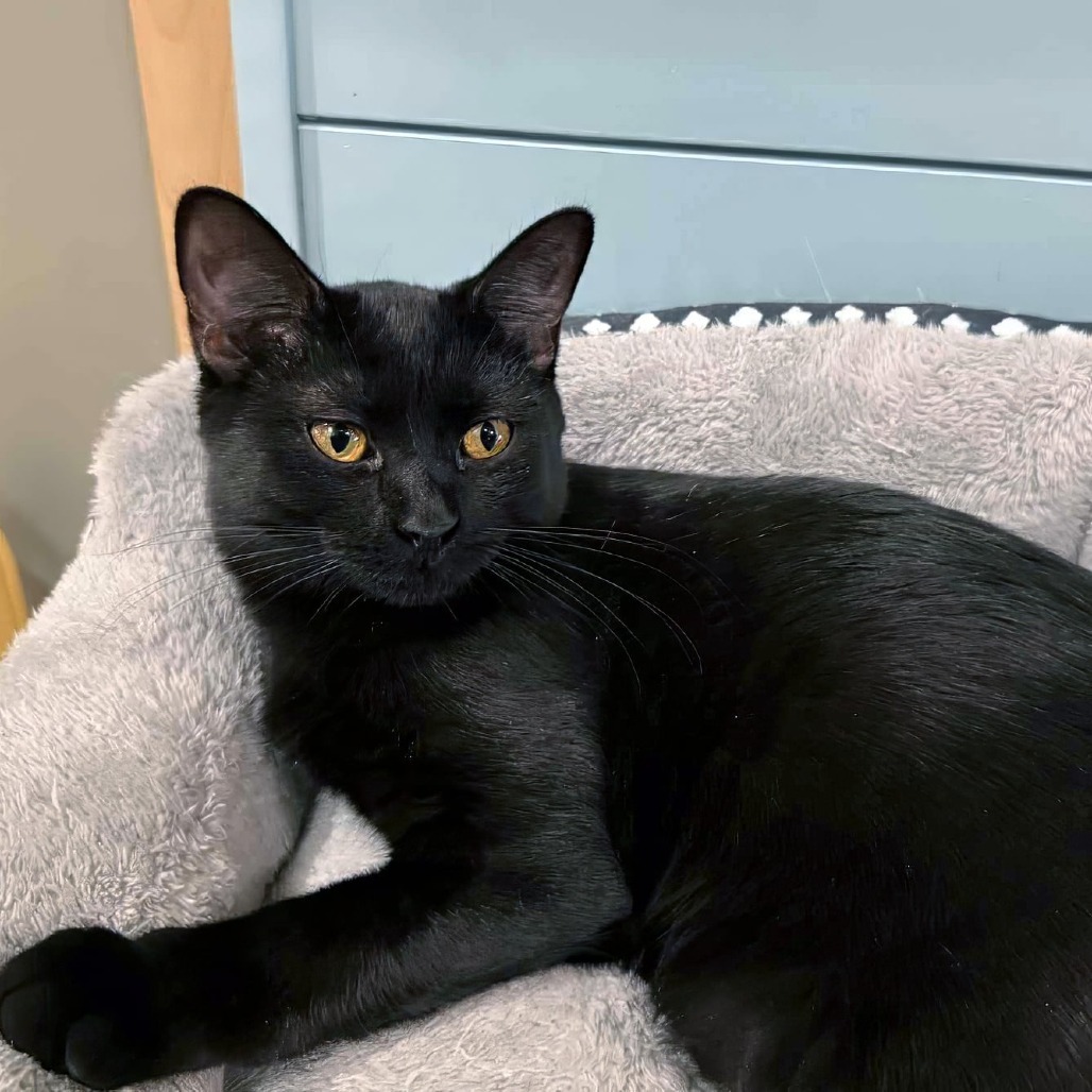 Big B, an adoptable Domestic Short Hair in Wichita, KS, 67208 | Photo Image 1