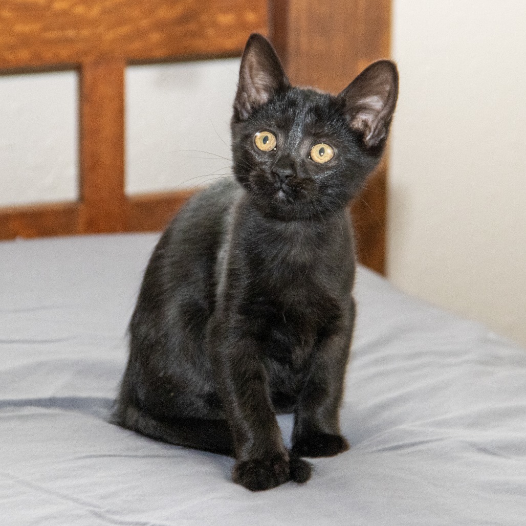 Big B, an adoptable Domestic Short Hair in Wichita, KS, 67208 | Photo Image 2
