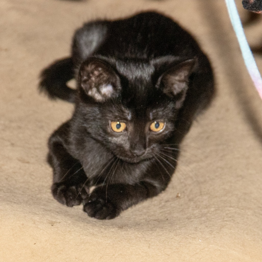Big B, an adoptable Domestic Short Hair in Wichita, KS, 67208 | Photo Image 3
