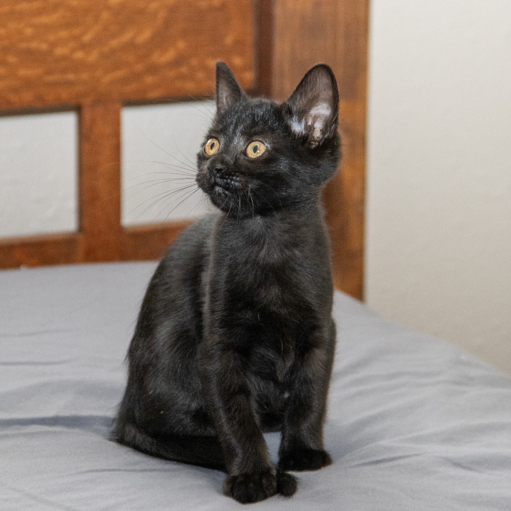 Big B, an adoptable Domestic Short Hair in Wichita, KS, 67208 | Photo Image 4