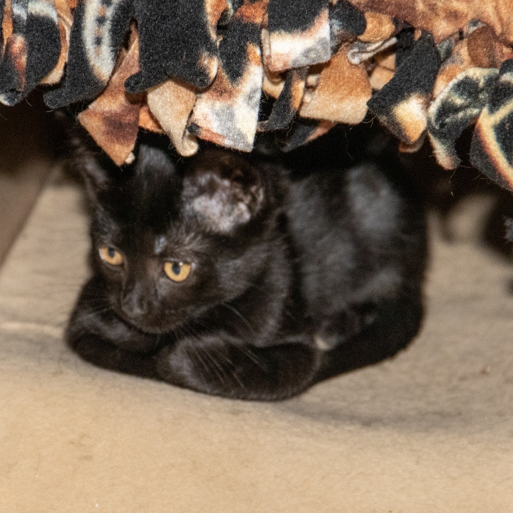 Big B, an adoptable Domestic Short Hair in Wichita, KS, 67208 | Photo Image 5