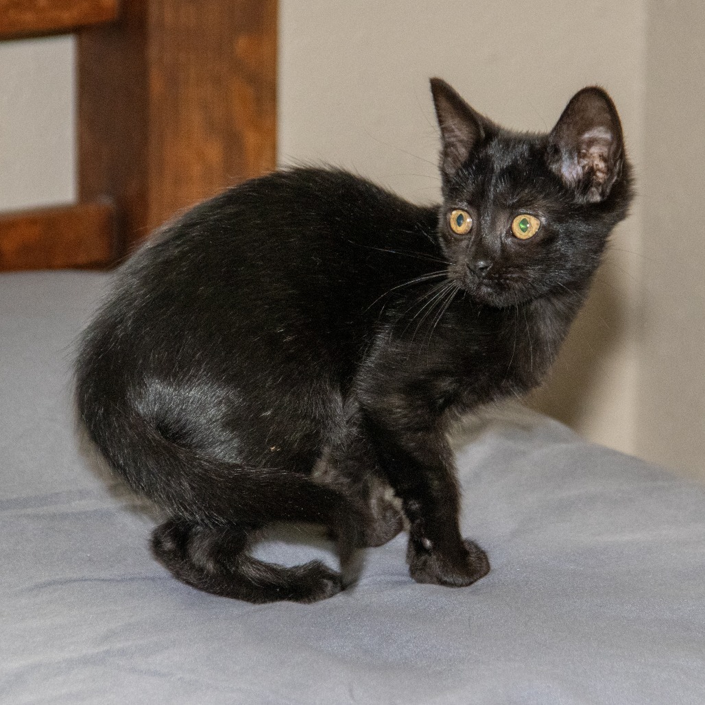 Big B, an adoptable Domestic Short Hair in Wichita, KS, 67208 | Photo Image 6