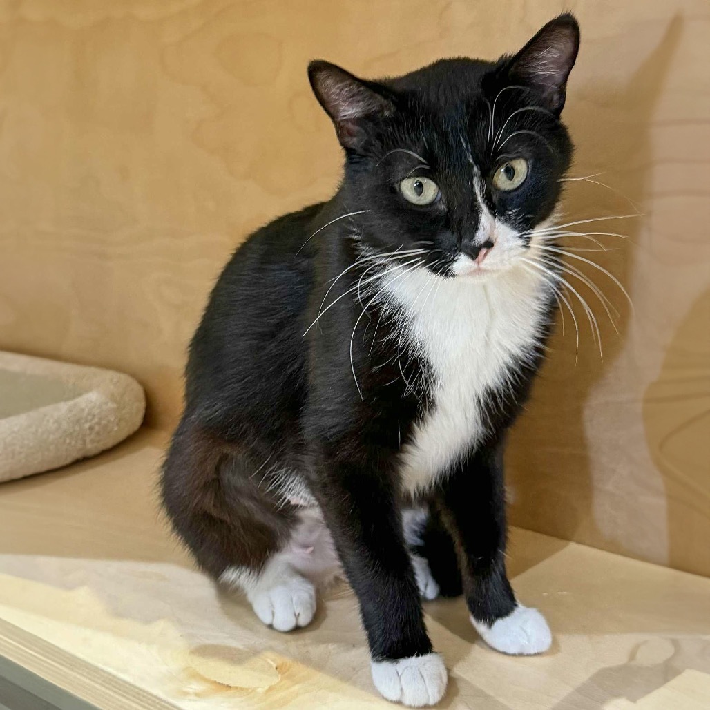 Reign, an adoptable Domestic Short Hair in Wichita, KS, 67208 | Photo Image 1